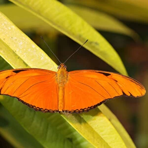 Julia butterfly -Dryas julia-, found in South America