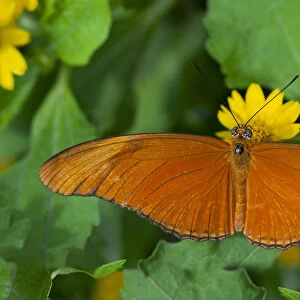 Julia Butterfly, Julia heliconian -Dryas iulia-, Phuket, Thailand, Southeast Asia, Asia