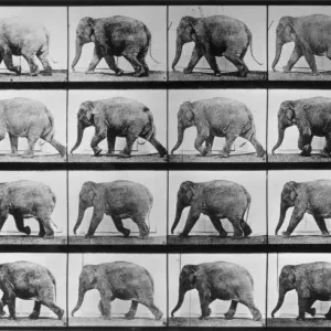 Mahomet the Elephant in Motion Print Mahomet the Elephant in Motion Print