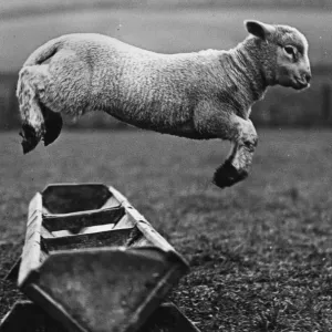 Jumping Lamb