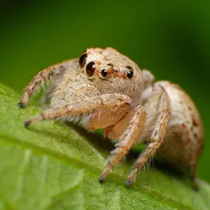 Jumping spider Jumping spider