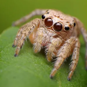 Jumping spider Jumping spider