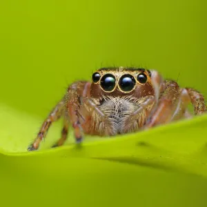 Jumping spider Jumping spider
