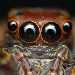 Jumping spider Jumping spider