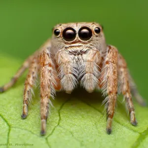 Jumping spider Jumping spider