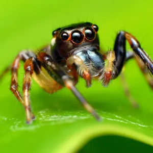 Jumping Spider Print on Leaf Jumping Spider Print on Leaf