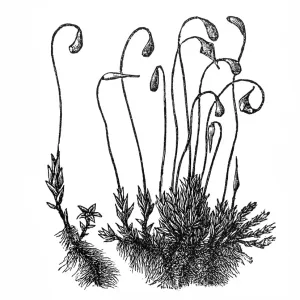 Jungermannia asplenioides Jungermannia asplenioides