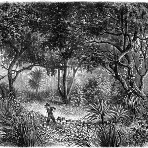 jungle