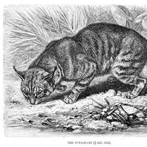 Jungle cat engraving 1894