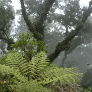 Images Dated 2009 December: 13 Dec 2009