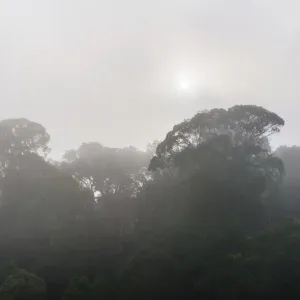 Jungle in the mist, silhouettes of trees, Periyar Dam, Thekkadi, Tamil Nadu, India Jungle in the mist, silhouettes of trees, Periyar Dam, Thekkadi, Tamil Nadu, India