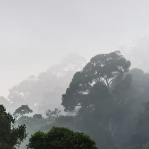 Jungle in the mist, silhouettes of trees, Thekkadi, Periyar Dam, Tamil Nadu, India Jungle in the mist, silhouettes of trees, Thekkadi, Periyar Dam, Tamil Nadu, India