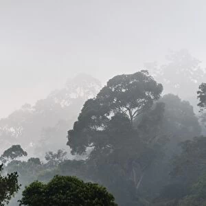 Jungle in the mist, silhouettes of trees, Thekkadi, Periyar Dam, Tamil Nadu, India