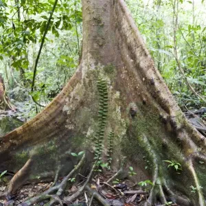 Waldbaum mit Stammwurzel und Baumstammstütze für Kletterer in der Nähe von Tam Na Muang im Khao Sok-Nationalpark in der Provinz Surat Thani, Thailand Waldbaum mit Stammwurzel und Baumstammstütze für Kletterer in der Nähe von Tam Na Muang im Khao Sok-Nationalpark in der Provinz Surat Thani, Thailand