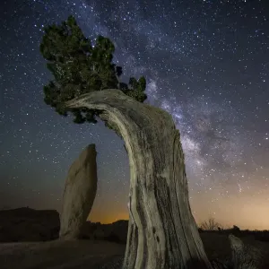Juniper tree under milky way Juniper tree under milky way