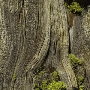 Juniper tree, Yosemite National Park, California