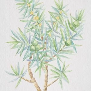 Juniperus, juniper, needle-like sprig