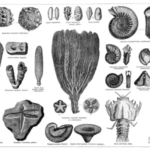 Jurassic fossils Jurassic fossils
