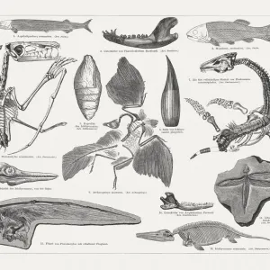 Jurassic fossils, wood engraving, published in 1897 Jurassic fossils, wood engraving, published in 1897
