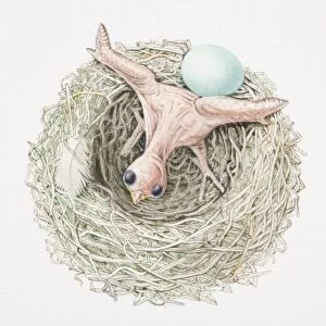 Just-hatched cuckoo chick pushing dunnocks egg out of nest, view from above