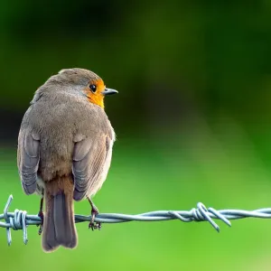 Just Robin Just Robin