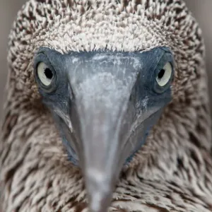 Close-up Print of Juvenile Blue-footed Booby