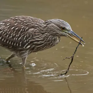 Black-Crowned Night Heron Print with Branch and Birds