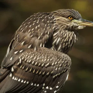 Juvenile black-crowned night heron up close