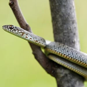 Juvenile Caspian Whip Snake (Dolichophis caspius)