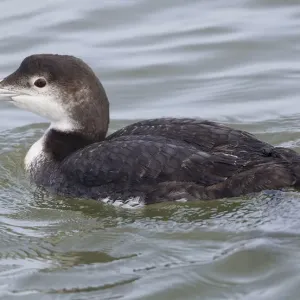 Juvenile Common Loon Print Juvenile Common Loon Print