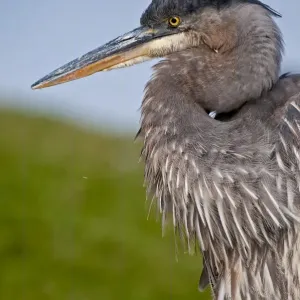 Juvenile Great Blue Heron Print Juvenile Great Blue Heron Print