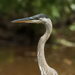 Juvenile great blue heron at pond