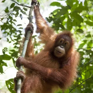 Juvenile Orangutan Tree Print
