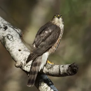 Juvenile sharp-shinned hawk in late October