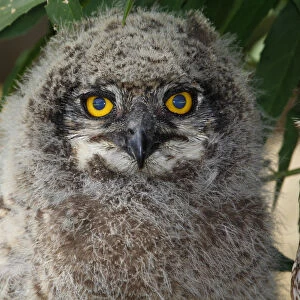 A juvenile Spotted Eagle Owl, Bubo africanus; hiding under a bush near the nest. About three weeks old at this stage and just starting to explore its surroundings. Photographed in Kirstenbosch National Botanical Garden, Cape Town, Western Cape Province
