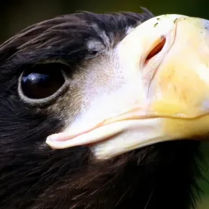 Juvenile Stellers Sea Eagle Juvenile Stellers Sea Eagle