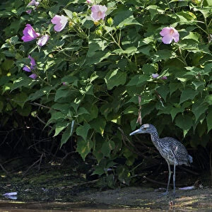 Juvenile yellow-crowned night heron in August