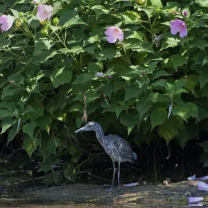 Juvenile yellow-crowned night heron in August Juvenile yellow-crowned night heron in August