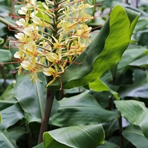Kahili ginger, Ginger lily -Hedychium gardnerianum-, invasive plant, Hawaii Volcanoes National Park, Big Island, Hawaii, USA