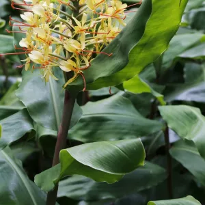 Kahili ginger, Ginger lily -Hedychium gardnerianum-, invasive plant, Hawaii Volcanoes National Park, Big Island, Hawaii, USA