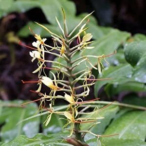 Kahili ginger, ginger lily -Hedychium gardnerianum-, blossom, invasive species, Hawaii Volcanoes National Park, Hawaii, USA