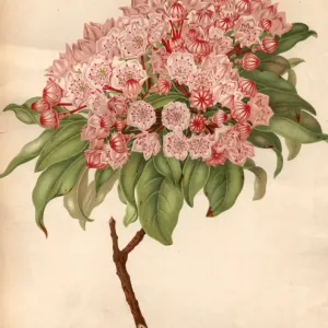 Kalmia Latifolia Kalmia Latifolia
