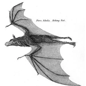 Kalong bat illustration 1803