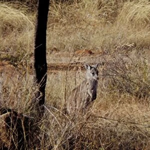 Kangaroo at Daintree National Park