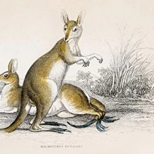 Kangaroo engraving 1855