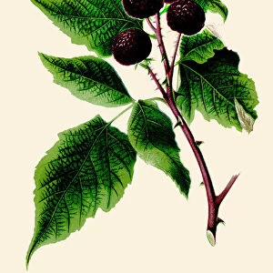 Kansas Berry fruit illustration 1891