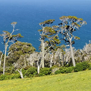 Kanuka trees -Kunzea ericoides-, the sea at the back, Catlins, South Island, New Zealand