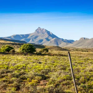 Karoo landscape, with mountains and unique fauna. Kompasberg mountain is in the background