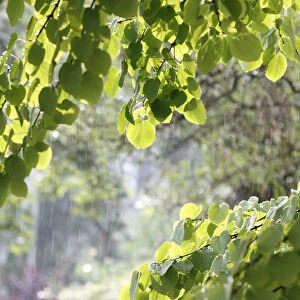 Katsura tree (Cercidiphyllum) during a summer rain