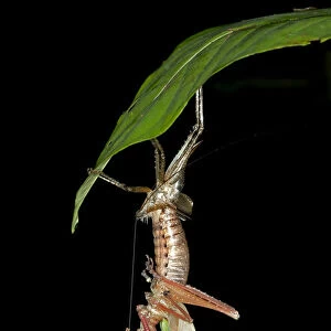Katydid, bush-cricket -Tettigoniidae- sloughing its skin, Tiputini rainforest, Yasuni National Park, Ecuador, South America